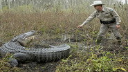 Episode 8: Gator vs Dog
