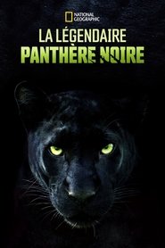 La légendaire panthère noire streaming