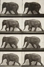 Elephant Walking