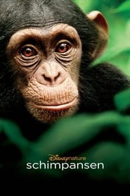 Poster Schimpansen
