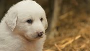If I Were a Great Pyrenees