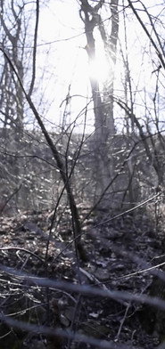 Handsome Woodland Enchantment Of A Mindful Soothsayer