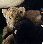 Priscilla Chu avatar