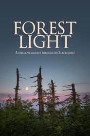 Poster Forest Light