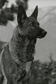 Foto de Klondike the Dog