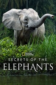 Secrets of the Elephants poster