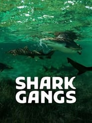 Haie - Vereint in der Jagd? постер