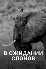 En attendant les éléphants