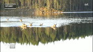 Sweden: Moose as TV Stars