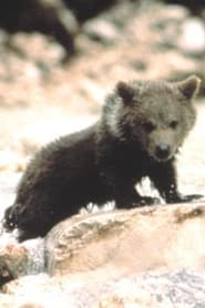 Photo de Youk the Bear The Bear Cub 