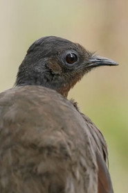 Superb Lyrebird