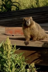 Poster The Study Of Groundhogs: A Real Life Look At Marmots