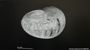 Ocean Acidification Threatens Marine Ecosystems