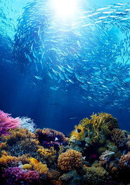 Great Barrier Reef with David Attenborough poster