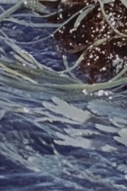 Waves (1973)