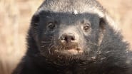 Honey Badger: Grit en streaming