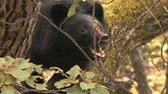 Moon Bear Chronicle: Unraveling the Mysteries