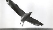 Jonathan Livingston le goéland