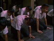 Tigers of Heaven