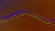 Nematodes: The Worm That Sculpted The World