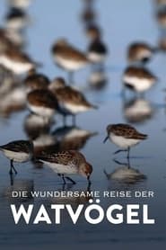 Poster Die wundersame Reise der Watvögel