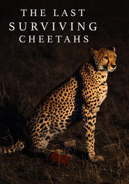 The Last Surviving Cheetahs