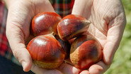 JAPANESE CHESTNUT