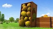 Kiwifruit Catastrophe