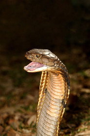 World's Deadliest Snakes постер