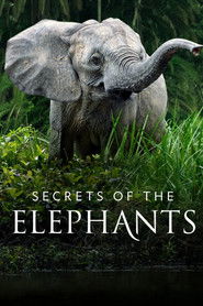 Secrets of the Elephants (2023)