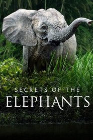 Poster Secrets of the Elephants - Miniseries 2023