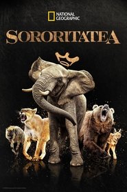 Sororitatea