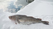 Cod