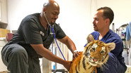 Episode 5: Raining Cats, Dogs, and Tigers