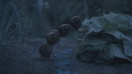 Night of the gastropods