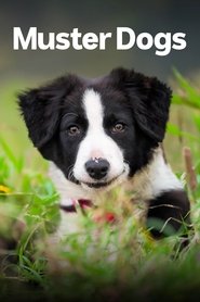 Muster Dogs: Australian Border Collie pups