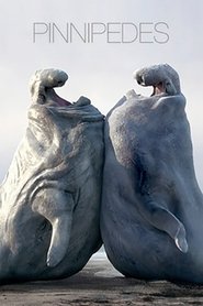 Poster Pinnipèdes 2014