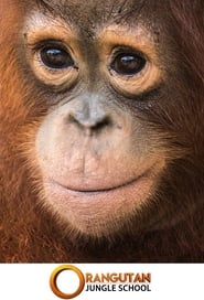 Orangutan Jungle School постер