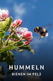 Hummeln - Bienen im Pelz
