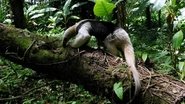 A Tropical Eden: American Jungles