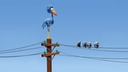 Drôles d'oiseaux sur une ligne à haute tension en streaming