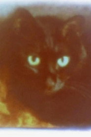 猫とドローン