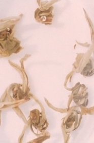 Poster Four Little Films: Frost Table, Tholos, Jasmine Tea, and Garden 2009