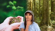 The Surprising Truth Behind Planting Trees