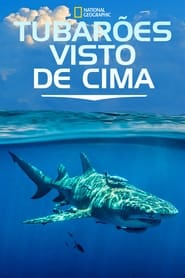 Image Tubarões Visto de Cima