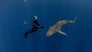 Requins, l'aventure secrète en streaming
