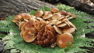 Nameko