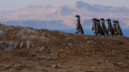 Wild Peru: Andes Battleground en streaming