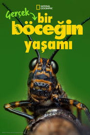Ger&ccedil;ek Bir B&ouml;ceğin Yaşamı (2024)