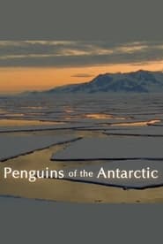 Poster Penguins of the Antarctic